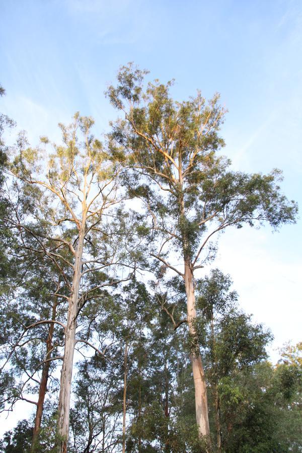 Paperbark Bed & Breakfast Brisbane Exterior foto
